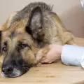 Умно куче само отиде на лекар