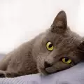 Нормално ли е котката да спи повече през лятото?