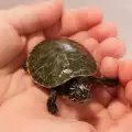 Защо костенурката ми не яде