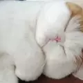 Японската котка Снупи