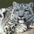 Снежен Леопард