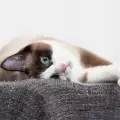 Защо котката лежи на една страна
