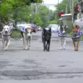 Бездомните кучета в Банкок стават улични патрули