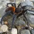 Кръстиха нов вид тарантула на Габриел Гарсия Маркес