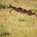 Най-бързите животни в света