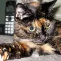 Почина Тифани – най-старата котка в света