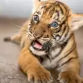 Рядка порода тигърче се роди във Флорида