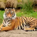 За първи път от един век популацията на тигри се увеличава