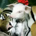 Тигрица, изгубила бебетата си, осинови прасенца