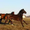 Подготвят изложение на български коне по случай 65 години Дунавски кон