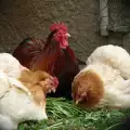 Как да накараме кокошката да мъти