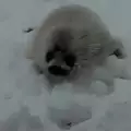 Руско семейство спаси малко тюленче