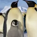 Какво кара женските пингвини да проституират?