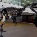 Учени попаднаха на нов вид динозавър