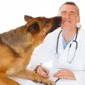 Как да изберем добър ветеринарен лекар?