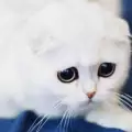 Вижте котето с най-виновния поглед на света