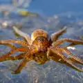 Какво знаете за водните паяци?