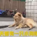 Вторият Хачико! Това куче чака стопанина си всеки ден на гарата