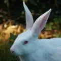 Защо умират зайците?