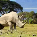 Последният мъжки судански бял носорог
