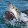 Плувец едва оцеля след нападение на акула