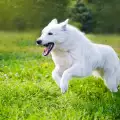 Бяло швейцарско овчарско куче
