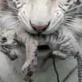 Бяло тигърче се роди в Ялта