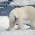 Белите мечки намаляват застрашително