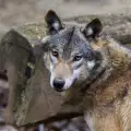 Вълк офейка от зоопарка в Благоевград. Евакуираха посетителите!