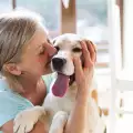Защо кучето ти се радва, когато се прибираш?