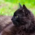 Поддържане козината на Йоркска шоколадова котка