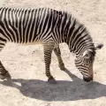 Потрес! В норвежки зоопарк убиха здрава зебра