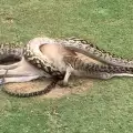 Четириметров питон погълна кенгуру на голф игрище
