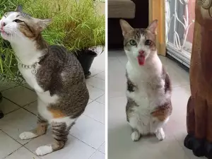 Двукрако коте ходи само на задните си крачета