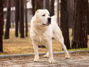 Дресура и обучение на алабай