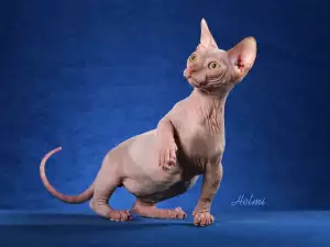 Бамбино