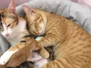 Любящ котак помогна на партньорката си да роди