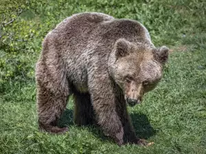 Внимание! Мечка броди в Карандила