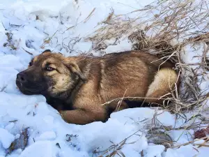 Откриха труп на убито куче, изхвърлено в контейнер