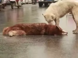 Вижте драматичната реакция на пале, чието приятелче е било блъснато на пътя