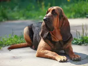 Отглеждане на Блъдхаунд вкъщи