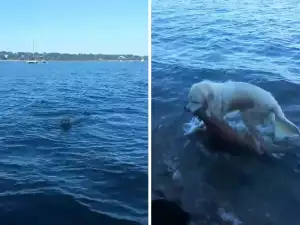 Смело куче спаси еленче от удавяне