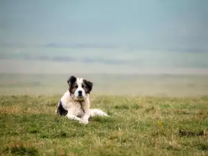 Българско Овчарско Куче