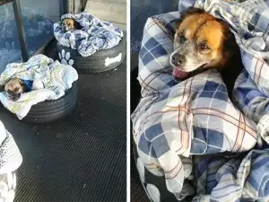 Вижте как служители в автобусна станция спасиха три бездомничета от студа