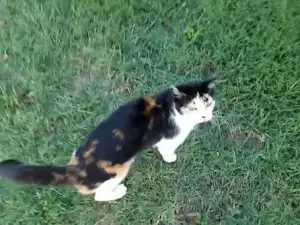 Котка показа невиждана смелост