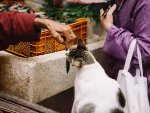 Опасно ли е да даваме риба на котката?