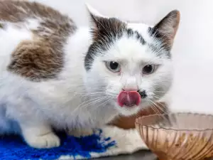 Могат ли котките да ядат ориз