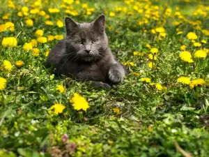 За мъжкия котарак и неговите особености