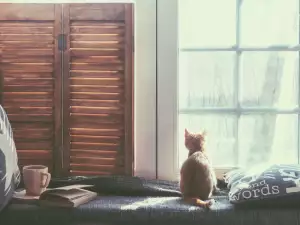 Защо котките харесват прозорците и дълго гледат през тях?