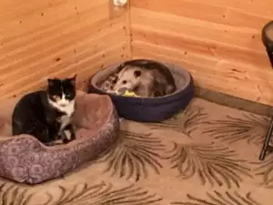 Тя мислеше, че отглежда котка. Но внукът ѝ я шокира с истината!